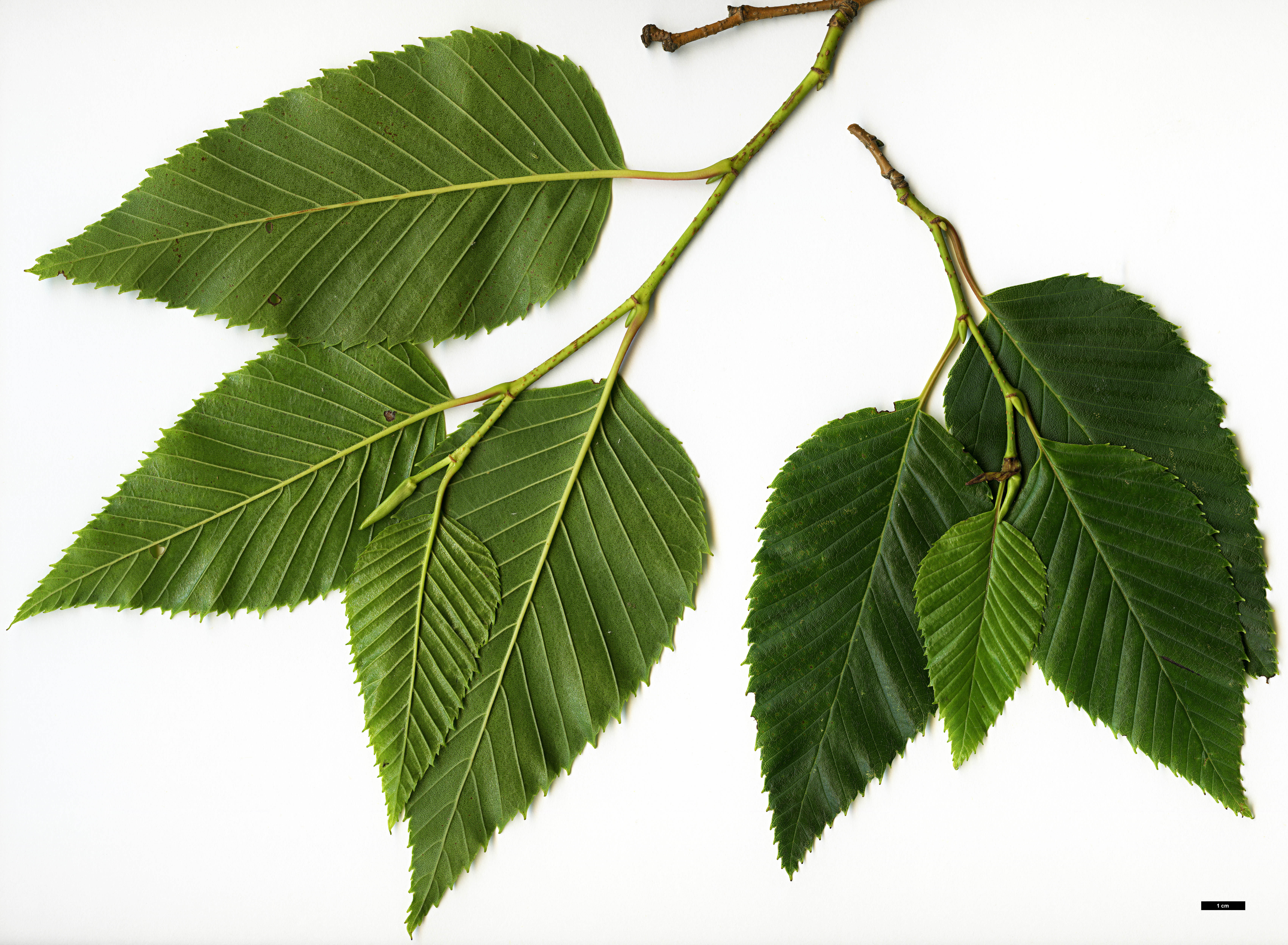 High resolution image: Family: Betulaceae - Genus: Alnus - Taxon: sieboldiana